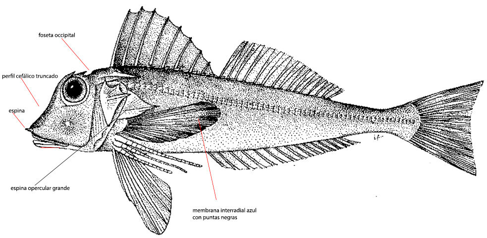 Lepidotrigla cavillone_01.jpg